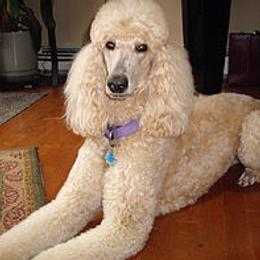 Abby - Poodle