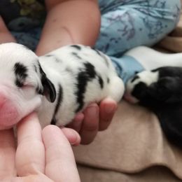 Great Dane Puppies from Dynamic Danes