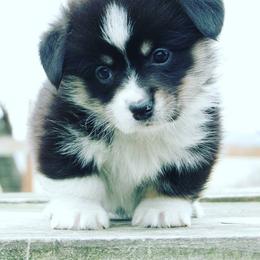 Pembroke Welsh Corgi Puppies from Cassy's Cuddly Corgis
