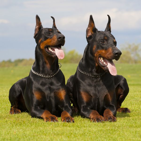 Doberman Pinscher