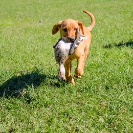 German Shorthaired Pointer and Labrador Retriever Puppies from LL Gun Dogs, LLC
