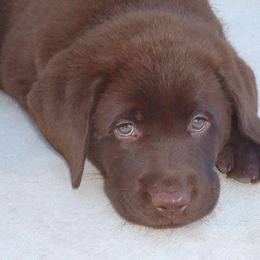 French Bulldog and Labrador Retriever Puppies from 888 Frenchies
