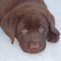 French Bulldog and Labrador Retriever Puppies from 888 Frenchies