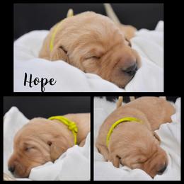 Labrador Retriever Puppies from 3M Custom Hay baling and AKC Labs LLC