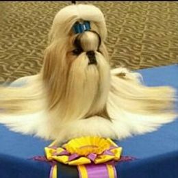 Party Animal - Shih Tzu