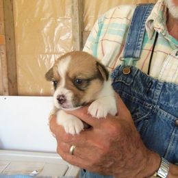 Pembroke Welsh Corgi Puppies from Nistler's Farm Corgis