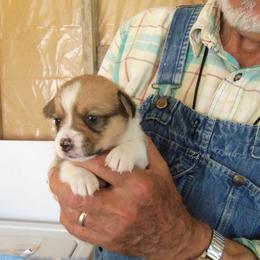 Pembroke Welsh Corgi Puppies from Nistler's Farm Corgis