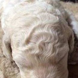 Standard Poodle and Miniature Poodle Puppies from Noriko Poodles
