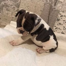 French Bulldog Puppies from PJG Country Life Kennels