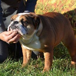 Ruby - Bulldog