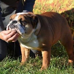 Ruby - Bulldog