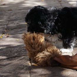 Happy Tail Companions breeder of Havanese