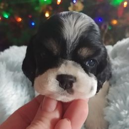 Cocker Spaniel Puppies from Cocoa's Cockers
