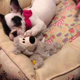  Puppies from Bouledogue Royal