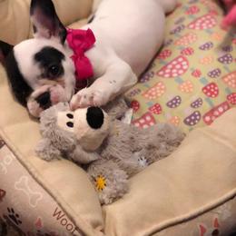  Puppies from Bouledogue Royal