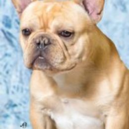 Boone - French Bulldog