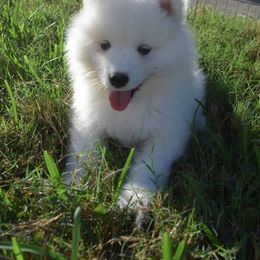Samoyed Puppies from Seaside Samoyeds