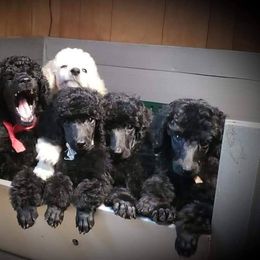 Poodle Puppies from Countryside Standard Poodles