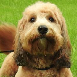 Goldendoodle adult dog