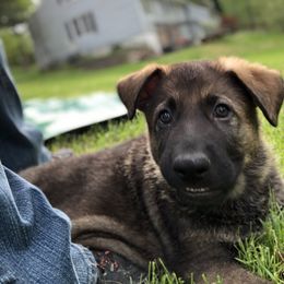 German Shepherd Puppies from Stacey’s German Shepherds
