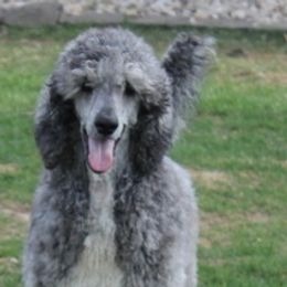 Grayson - Poodle