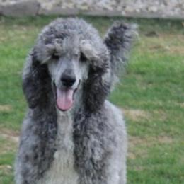 Grayson - Poodle