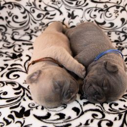 French Bulldog Puppies from Emerald City Blue Frenchies