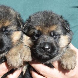German Shepherd Puppies from Vom Dortmunder German Shepherds