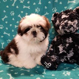 Shih Tzu All Grown Up from Carla Johnson