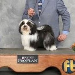 Havanese adult dog