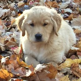 Golden Retriever Puppies from Gaylan's Golden Retrievers