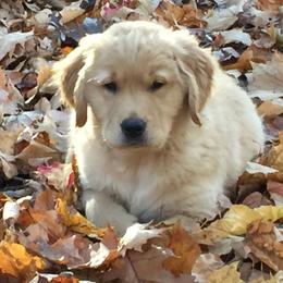Golden Retriever Puppies from Gaylan's Golden Retrievers