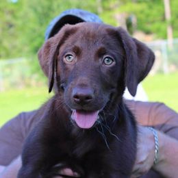 Labrador Retriever Puppies from Rock Branch Retrievers