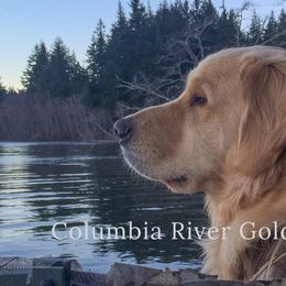 Columbia River Goldens breeder of Golden Retriever