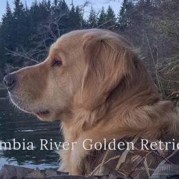 Columbia River Goldens breeder of Golden Retriever