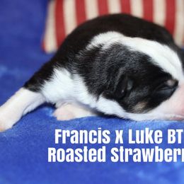 Miniature American Shepherd Puppies from MarLoWin Miniature American Shepherds