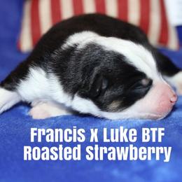 Miniature American Shepherd Puppies from MarLoWin Miniature American Shepherds