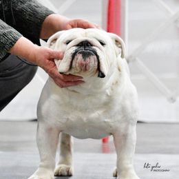 Tank - Bulldog