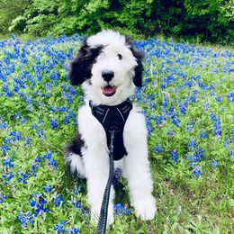 Sheepadoodle Puppies from Liberty Hill Sheepadoodles