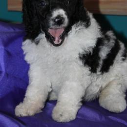 Poodle Puppies from DuBois Standard Poodles