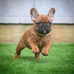 French Bulldog Puppies from North Idaho Frenchies