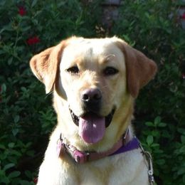 Labrador Retriever adult dog
