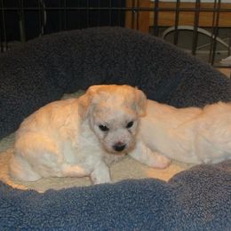 Bichon Frise Puppies from Destiny Bichons
