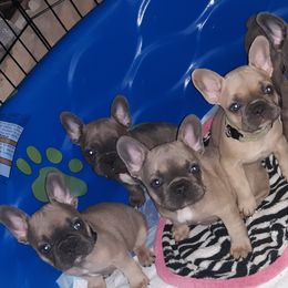 French Bulldog Puppies from Sproull's Fabulous French Bulldogs of Howell of Michigan