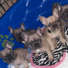 French Bulldog Puppies from Sproull's Fabulous French Bulldogs of Howell of Michigan