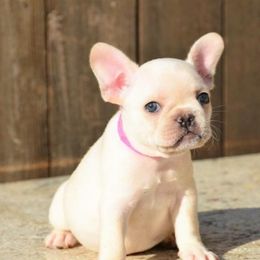 French Bulldog Puppies from Sharp-Noble French Bulldogs