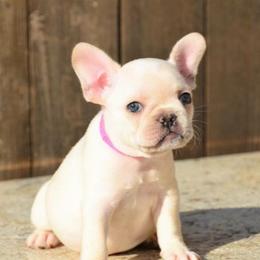 French Bulldog Puppies from Sharp-Noble French Bulldogs