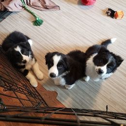 Border Collie Puppies from J & S Borders