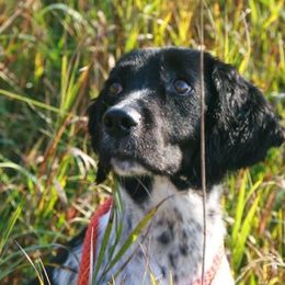 Bullet - English Springer Spaniel