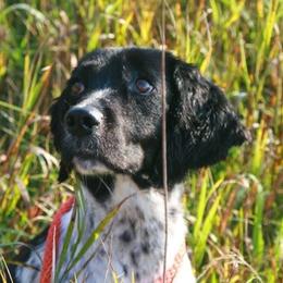 Bullet - English Springer Spaniel